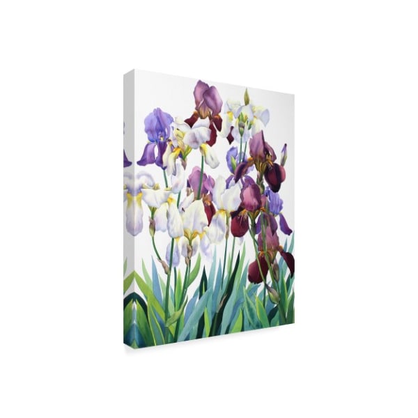 Christopher Ryland 'White And Purple Irises' Canvas Art,18x24